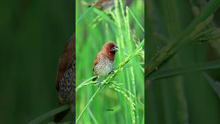 Scalybreasted munia birds shorts [upl. by Witherspoon]