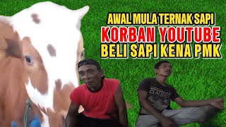 warning Awal mula ternak sapi korban youtube beli sapi kena pmk [upl. by Fechter852]