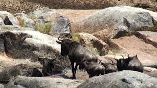 Wildebeest migration deaths in the rocks [upl. by Jeremie]