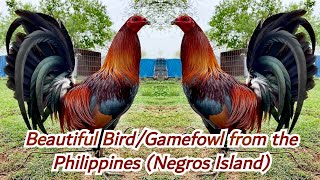 Beautiful BirdGamefowl from the PhilippinesBoyakz Backyard [upl. by Elton]