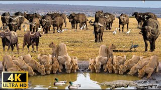 4K African Wildlife Tarangire National Park Tanzania  Scenic Wildlife Film With Real Sounds [upl. by Hanoj780]