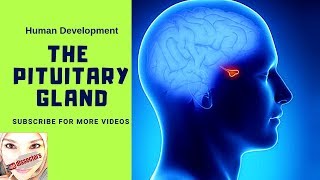 Special embryology  Development of the pituitary gland [upl. by Gaivn]