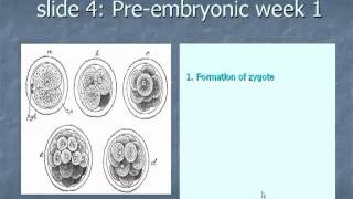 Slide 4 Preembryonic week 1 [upl. by Hallette]