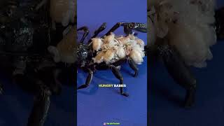 Wolf spider viralfactsvideo amazingsfacts trendingfacts [upl. by Naiditch]