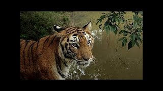 National Geographic  ManEating Tigers of The Sundarbans  BBC Nature Documentary [upl. by Ziagos]