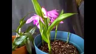 Orchids Liparis Grossa and Bletilla Striata in Bloom [upl. by Spillar]