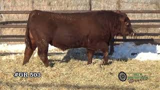 2023 Red Angus x Gelbvieh Balancer Library [upl. by Semadar]