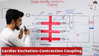 Cardiac Excitation Contraction Coupling Physiology 29 [upl. by Nottage]