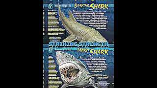 Phsoacr oc  Basking shark vs Shortfin mako shark [upl. by Elac]