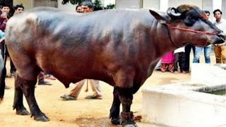 Himachal Pradesh bull is up for auction with price tag of 5 crore  Oneindia News [upl. by Nagle]