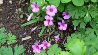 やっと春が来た！ ⑦イモカタバミ！ Oxalis articulata Savigny [upl. by Schwerin777]