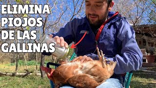 4 Remedios Naturales Para Eliminar Los PIOJOS EN GALLINAS 🐓🐣 [upl. by Ratep]