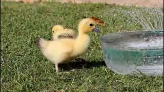 baby ducks ducklings cute animal pets [upl. by Seabury]