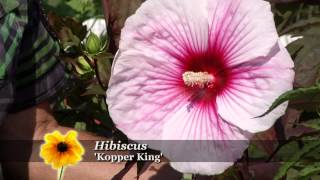 Prairie Yard amp Garden Growing Hibiscus [upl. by God]