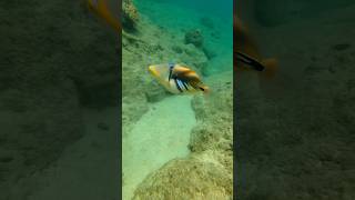 EPIC Snorkeling  Tunnels Beach Kauai Hawaii USA [upl. by Folly944]