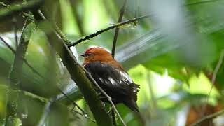 Clubwinged Manakin [upl. by Christoforo]