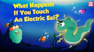 Its an Electric Eel  Dont Touch It  What Happens if You Touch An Electric Eel  Dr Binocs Show [upl. by Tryck]