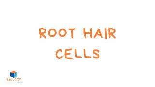 Root Hair Cells KS3 Specialised Plant Cells  Adaptations of Plants Cells [upl. by Lleuqram]