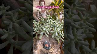 Watering succulents gardenaesthetics gardening succulentsforbeginners [upl. by Ciri]