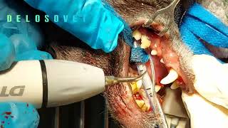 Canine Dental prophylaxis [upl. by Kampmann87]