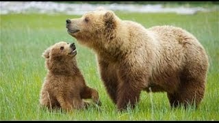 Unedited Footage of A Bear Explained Video amp Website [upl. by Arman]