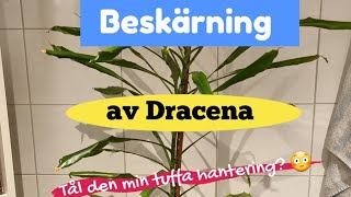 25 Föryngring och sticklingar av stor Dracena  Tips och trix [upl. by Grete]