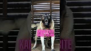 Kangal and Boerboel’s Bite Force Comparison shorts [upl. by Zechariah]