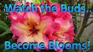 Buds and Blooms Part 4  Rhododendrons are Blooming in the Nursery  Different Stages of Flowering [upl. by Fiedler]