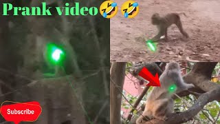 Laser Light Vs Monkey pranks  Monkey prank video  Animal Funny video  Laser light Prank Video🤣 [upl. by Bouton359]