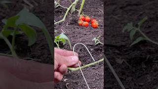 Tomate con Ramas en el suelo [upl. by Maximilian]