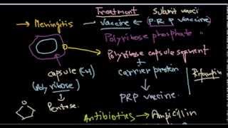 Haemophilus influenzae treatment [upl. by Yuht]