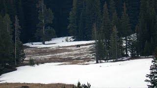 2 grizzlies on this morning hike in the Yellowstone ecosystem [upl. by Desdamonna878]