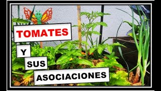 🌈 TOMATES 👉 Las MEJORES ASOCIACIONES de CULTIVOS [upl. by Eiramanit]