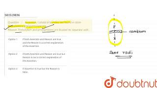 Assertion Collateral bundles are found in stem dicotyledons and gymnosperms Reason Protoxylem [upl. by Micco]