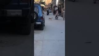 Dog Chasing Bike 😂  Bike vs Dog 🐕 [upl. by Hendrik]