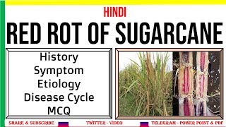 Red Rot of Sugarcane History Symptom Etiology Disease Cycle MCQ  C falcatum  PAC 16 [upl. by Tellford126]