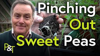 How to Pinch Out Sweet Peas  Pots amp Trowels [upl. by Tristas464]