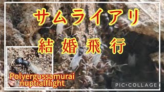 【アリ飼育】142 サムライアリの結婚飛行 Polyergus samurai nuptial flight [upl. by Birkett]