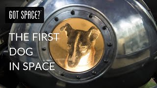 LAIKA THE FIRST DOG IN SPACE [upl. by Ayocat]