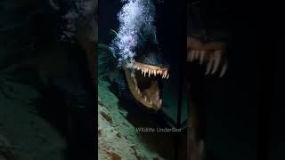 The Ocean’s Darkest Secrets Spiny GiantEyed Monsters of the Deep ocean creepy animalsshorts [upl. by Zenda]