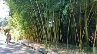 Phyllostachys Vivax Huangwenzhu Zoo Opole 05092023r [upl. by Xena229]