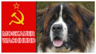 Moskauer Wachhund [upl. by Colver]