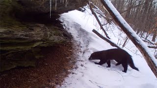 Fisher Hunting  trailing a Porcupine in forest [upl. by Airamahs711]