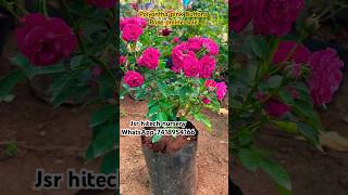 Polyantha pink buttons rose online sale jsrhitechnursery garden youtubeshorts flowers viral [upl. by Alliscirp]