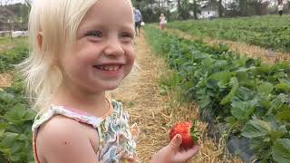 First Strawberries of the Year are the Best [upl. by Joy]