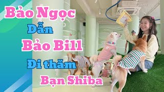 BẢO NGỌC  DẮT BẢO BILL ĐI GẶP CÁC BẠN SHIBA [upl. by Mcguire928]