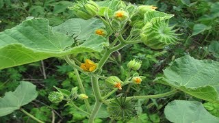 ⟹ Velvetleaf  Abutilon theophrasti  Wild plants to know about [upl. by Klecka15]