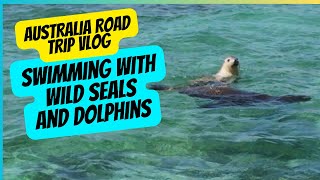 Best Wildlife Experience in Australia  Swimming with Wild Seals and Dolphins [upl. by Samuela]