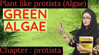 GREEN ALGAE  plant like protista  chlorophyta class 11 [upl. by Jeniffer]