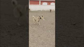 Kangal Attack On Wolf 🐺  Turkish Shepherd kangal dog [upl. by Lilaj]